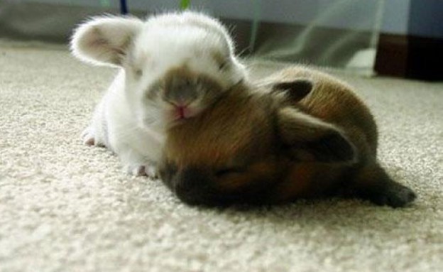 ארנבים מחובקים (צילום: cutestpaw.com)
