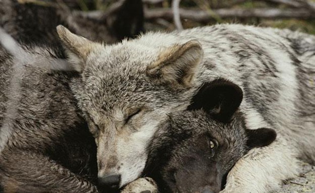 זאבים מחובקים (צילום: ג'ים וג'יימי דוטשר)