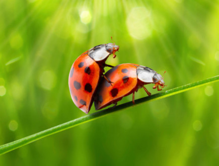 שתי חיפושיות מזדווגות (צילום: אימג'בנק / Thinkstock)