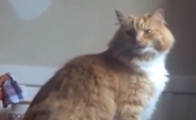 סקימבל החתול (צילום: יוטיוב)