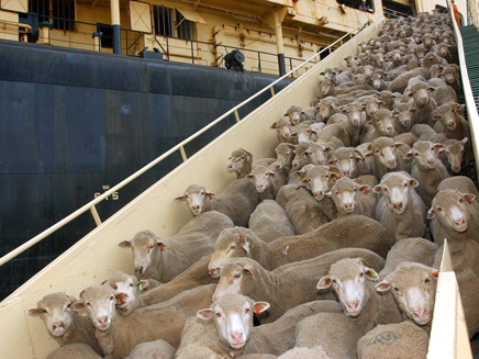 משלמות בחייהן על ליקויי בטיחות. כבשים על הסיפון (צילום: AP)