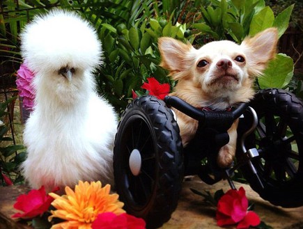 תרנגולת וכלב חברים (צילום: אלישיה וויליאמס)