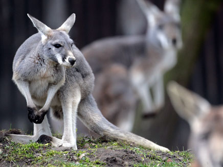חשד: קנגורו תקף פעוטה בגן החיות (צילום: AP)