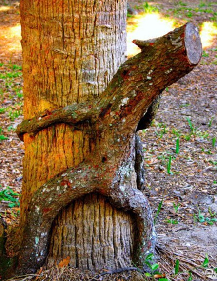 פורנו עצים (צילום: thefrisky.com)