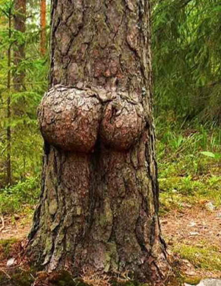 פורנו עצים (צילום: thefrisky.com)