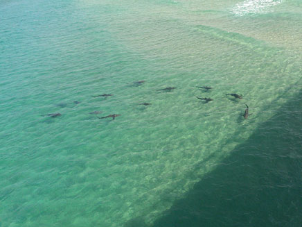 כרישים מול חופי אשקלון, ארכיון (צילום: רני אוליבר)
