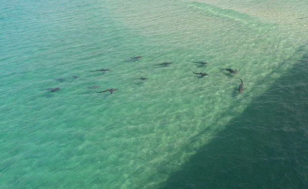 כרישים מול חופי אשקלון, ארכיון (צילום: רני אוליבר)