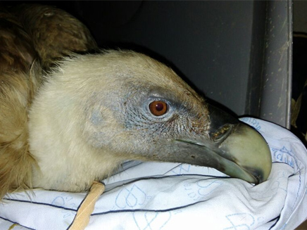 נקבת הנשר אושפזה (צילום: בית החולים לחיות בר)