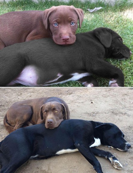 חיות לפני ואחרי