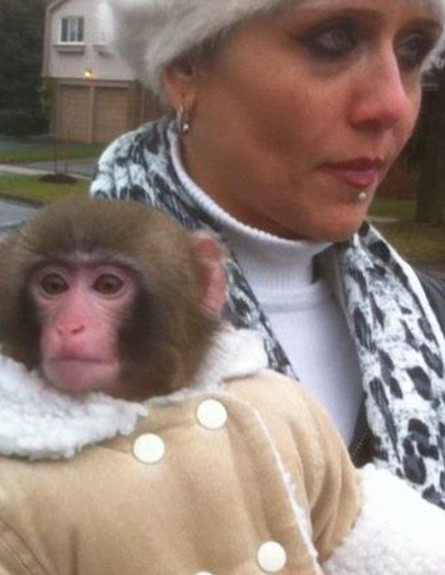 דרווין הקוף (צילום: Darling Darwing Monkey)