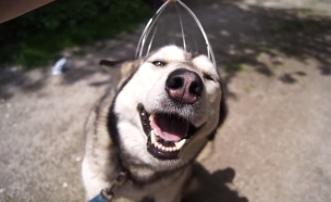 כלבה מקבלת מסאז' (צילום: יוטיוב)
