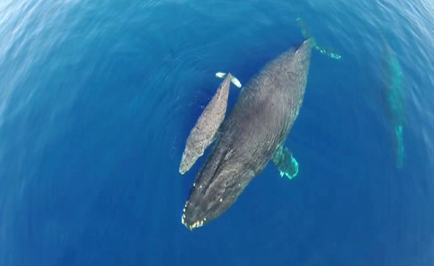 צפו בצילומי הלווייתנים מהאוויר (צילום: יוטיוב)