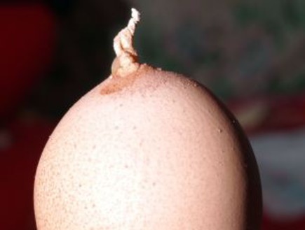 ביצה עם זנב (צילום: dailymail.co.uk)