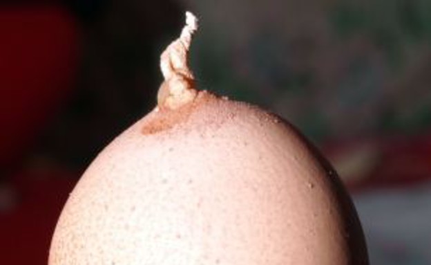 ביצה עם זנב (צילום: dailymail.co.uk)