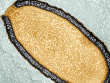 וירוס עתיק (צילום: Julia Bartoli / Chantal Abergel / IGS / CNRS / AMU)