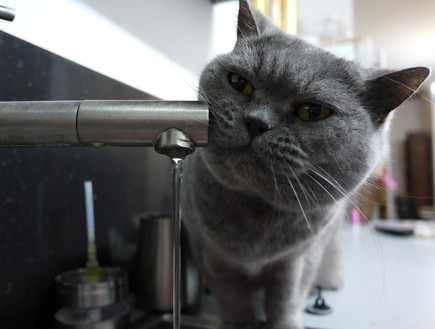 החתולה רנין של שי גל שותה מהברז (צילום: שי גל 2)