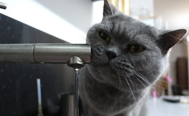 החתולה רנין של שי גל שותה מהברז (צילום: שי גל 2)