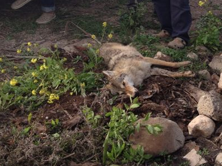 הזאבה שהותקפה נורתה למוות (צילום: גיא ורון)