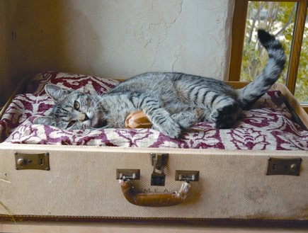 motherearthlivingפטנטים ממוחזרים, מיטת חתול (צילום: motherearthliving)