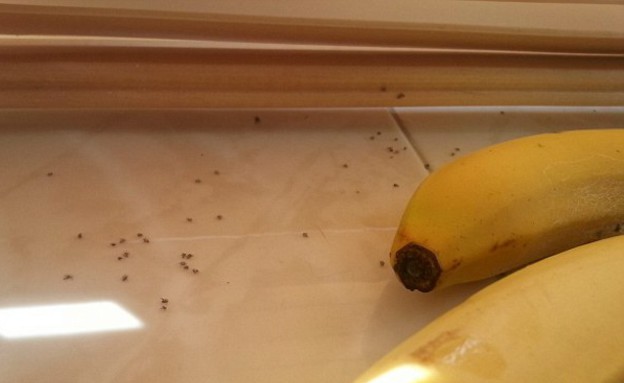 עכבישים בבננות (צילום: newsteam)