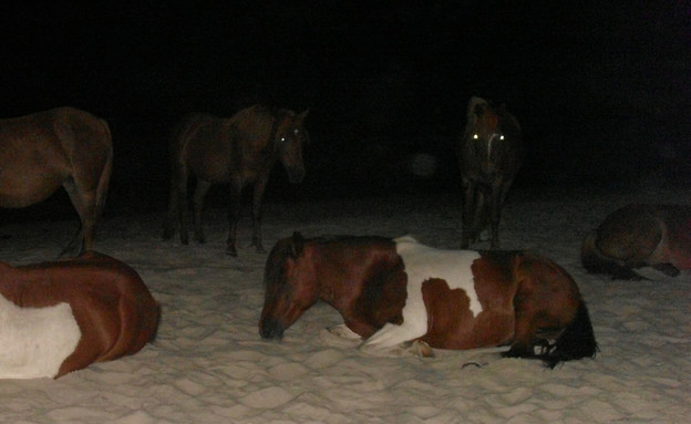 From-Flickr-user-Rev-Xanatos-Satanicos-Bombasticos From-Flickr-user-Rev-Xanatos-Satanicos-Bombasticos