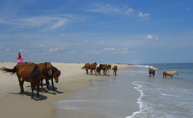קרדיט flickr user Assateague Island, אי הסוסים קרדיט flickr user Assateague Island, אי הסוסים