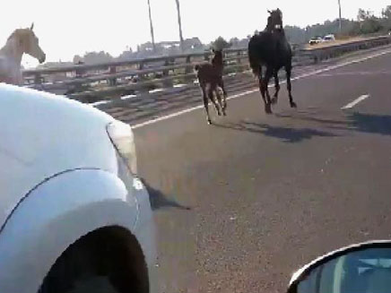הסוסים דהרו בכביש המהיר (צילום: מזל אלט)