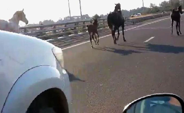 הסוסים דהרו בכביש המהיר (צילום: מזל אלט)