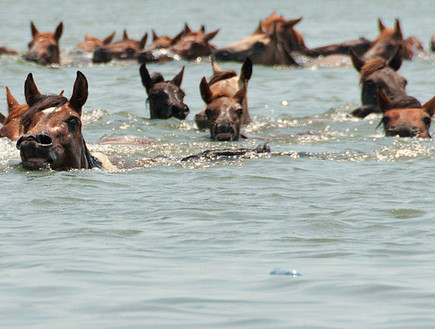 תחרות שחייה של סוסים