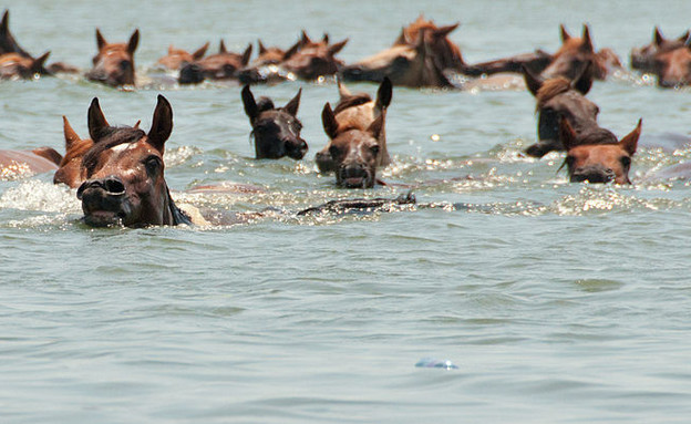תחרות שחייה של סוסים תחרות שחייה של סוסים