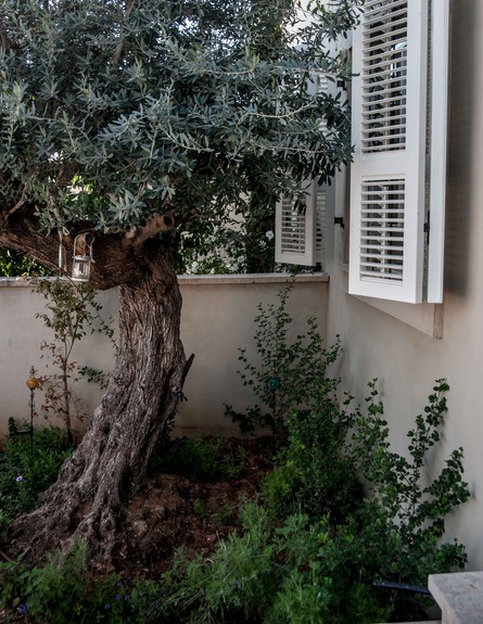 מרב חביב, חוץ עץ גובה (צילום: גלעד רדט)