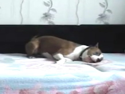 כלב על מיטה (תמונת AVI: mako)