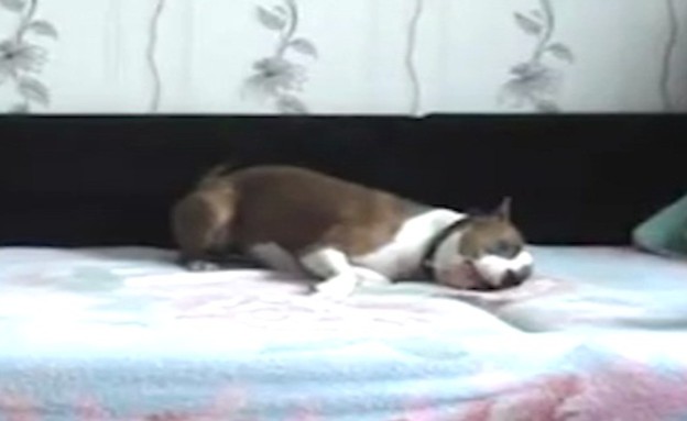 כלב על מיטה (תמונת AVI: mako)