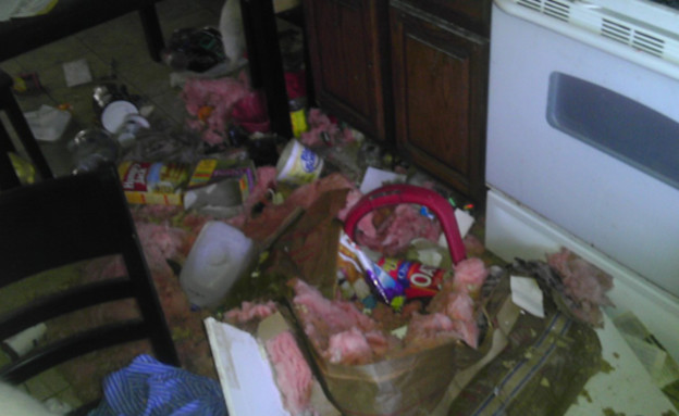רקונים הרסו את הבית (צילום: reddit)