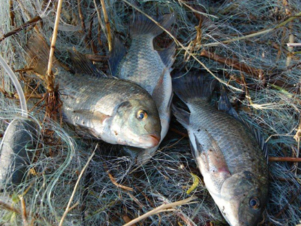 דיג לא חוקי בכינרת. ארכיון (צילום: משרד החקלאות)