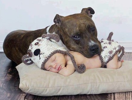 כלבים ותינוקות (צילום: מתוך האתר reddit, צילום מסך)