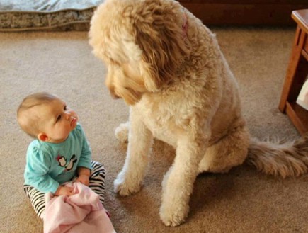כלבים ותינוקות (צילום: מתוך האתר reddit, צילום מסך)