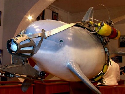 דולפין לוחם (צילום: מיכאיל סמנוב)