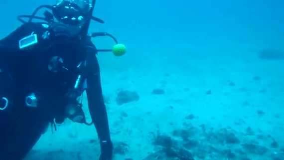 דג טורף ביצה מתחת למים