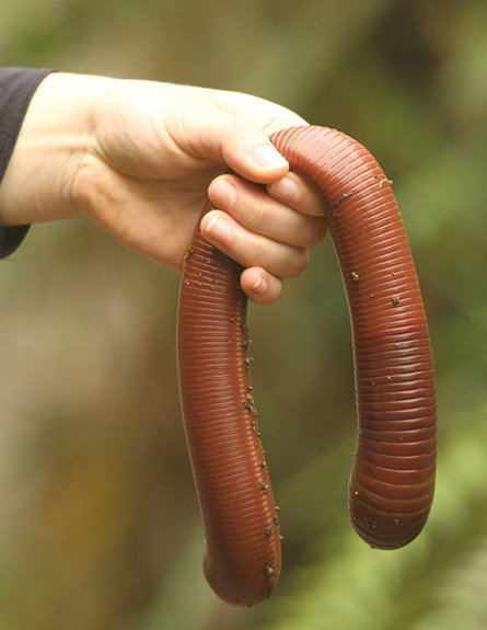 חיות באוסטריליה (צילום: באזפיד)