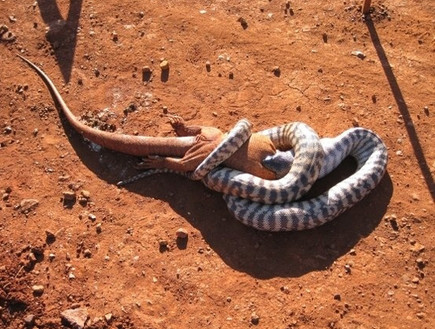 חיות באוסטריליה (צילום: באזפיד)