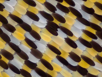 פרפר מתחת למיקרוסקופ (צילום: לינדן גלדהיל)