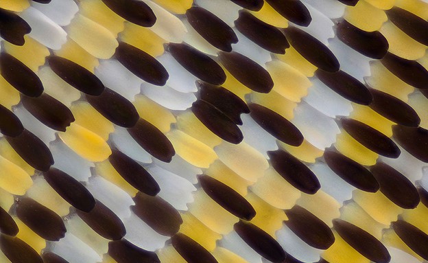 פרפר מתחת למיקרוסקופ (צילום: לינדן גלדהיל)