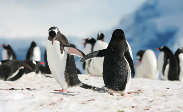 פינגווינים גאים (צילום: Shutterstock)