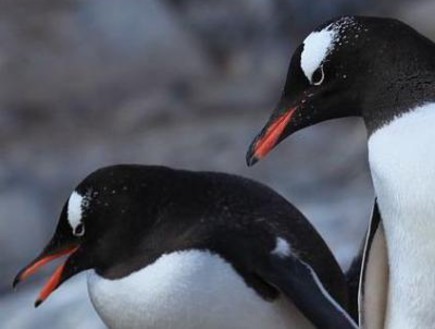 פינגווינים גאים (צילום: ליאם קווין)