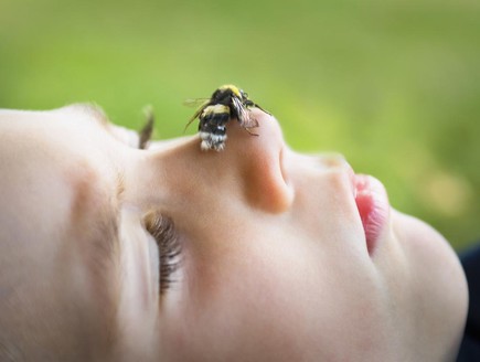 להיעקץ על ידי דבורים (צילום: Mieke Dalle, GettyImages IL)