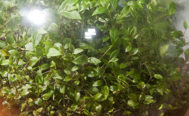 צמח של מר לטימר (צילום: dailymail.co.uk)