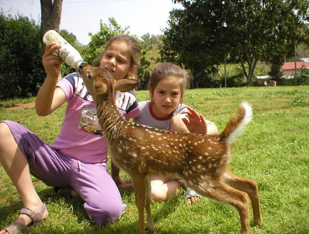 פינת הליטוף הכי טובה - לגעת בחיות, ספארי לילדים בעמק חפר (צילום: דפי יעקבס)