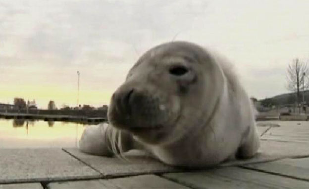 צפו: גור כלבי ים איבד דרכו והגיע לשבדיה (צילום: AP)
