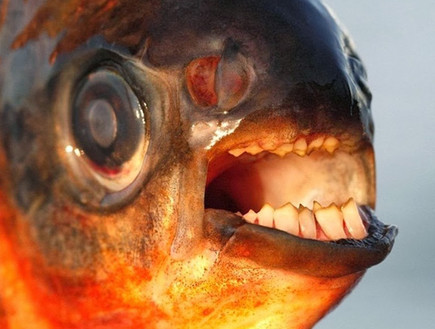דג עם שיני אדם (צילום: viralnova.com)